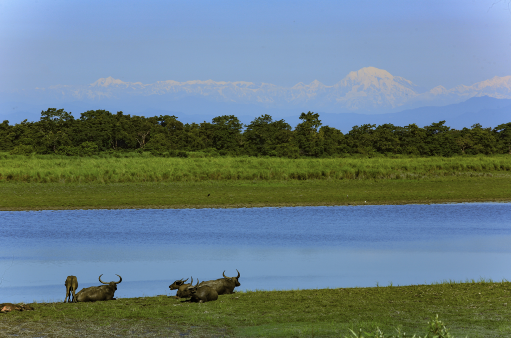 Kaziranga Landscape